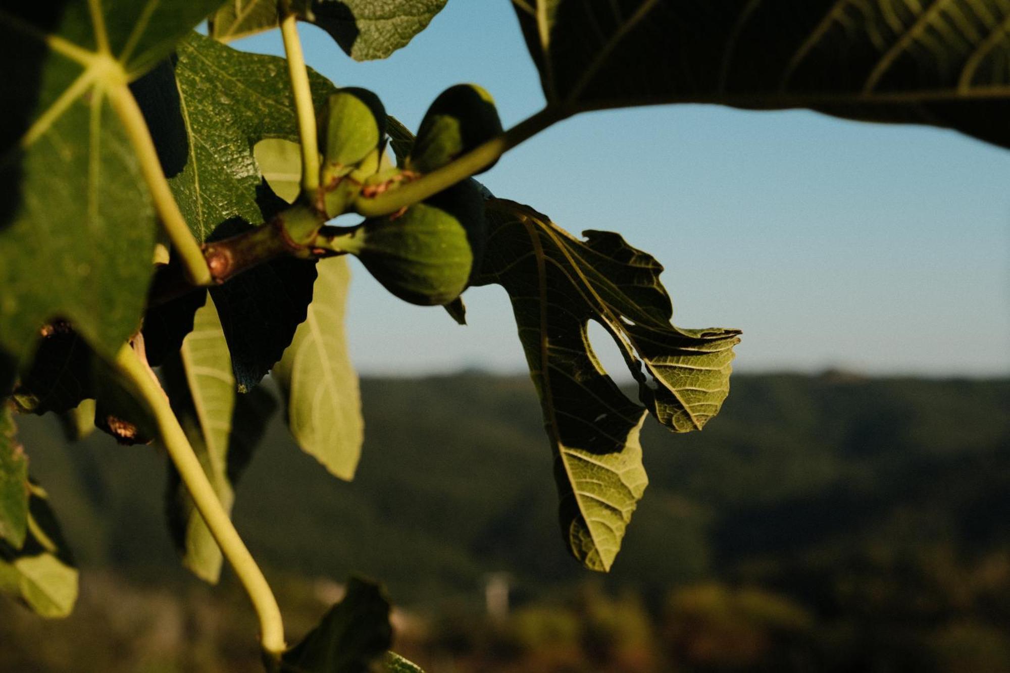 Vin Hotel - Wine Resort And Agriturismo Montieri Экстерьер фото